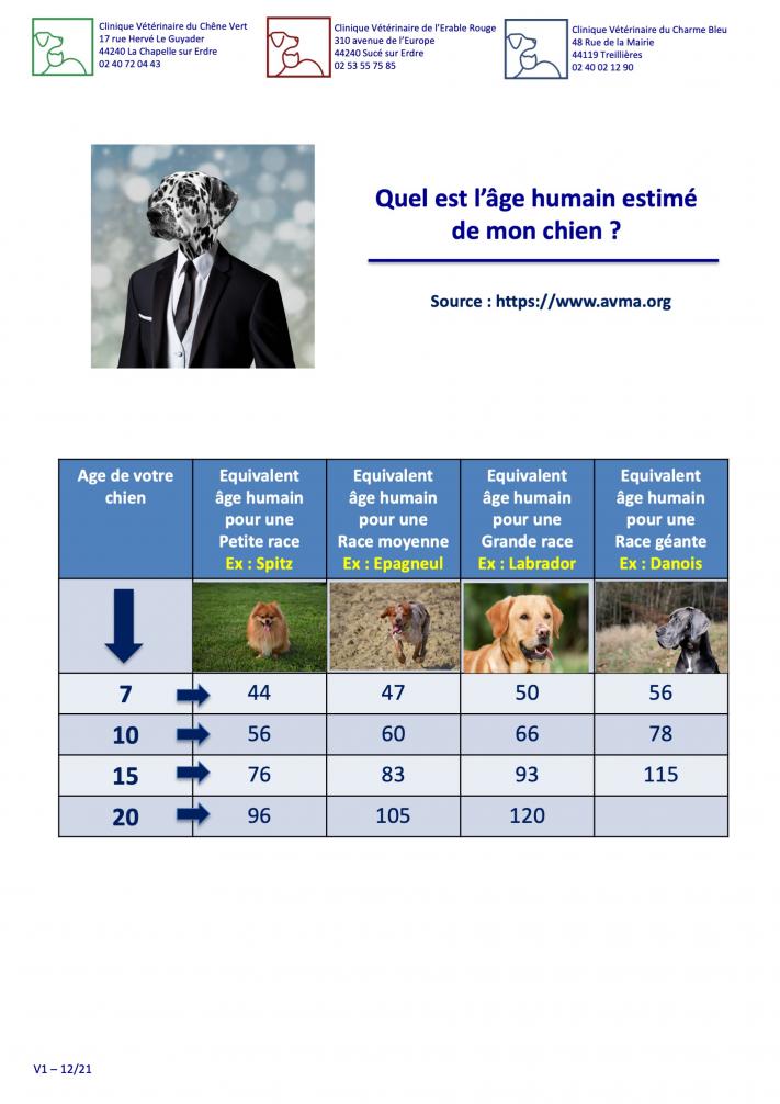 Equivalences ages chiens - humains