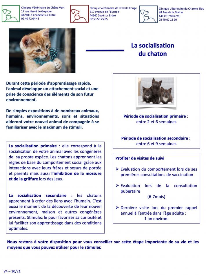 La socialisation du chaton