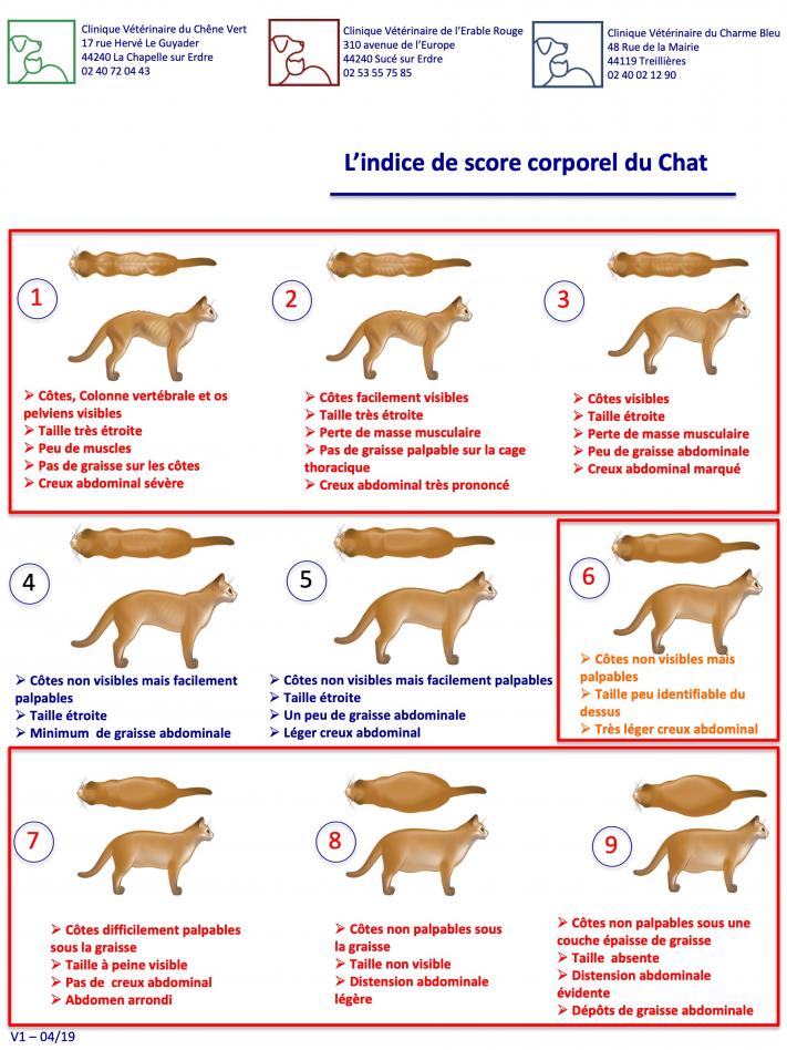 Indice du score corporel chez le chat